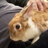 tokubetsukupyon's profile picture. いつのまにか勤続15年。2児1兎のご飯代稼ぎで働いてます。もうすぐ育休明け復職。趣味はスーパー銭湯巡り、各種お茶試飲、プチ旅行、食べるの好き、コロナ後遺症、成人喘息※呟きは全て個人の見解です。