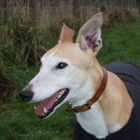greyhoundwelfare (@greyhoundwelfar) Twitter profile photo