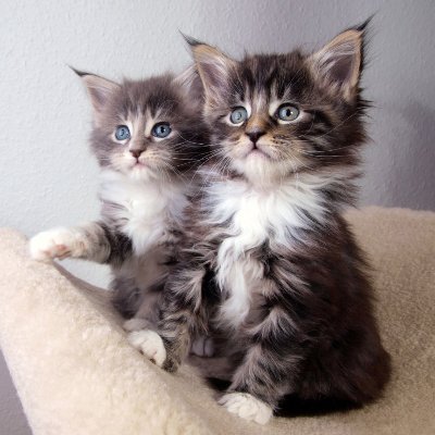 Maine Coons are a breed of cats that originated in the United States. They have a long, thick coat that is typically white with black markings. They are known t