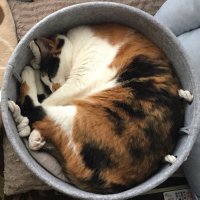 とこ (@tokonosuke1979) Twitter profile photo