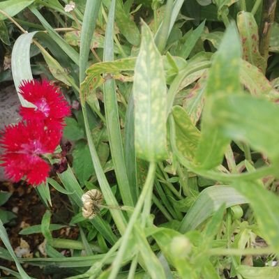 ژیان بەخۆشەویستیەوە جوانە مانگ لەچواردەبئ هیچ یشارەتێکی ناوئ