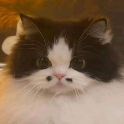 dearmaqueen's profile picture. Kalo ga buku, kucing, ya sambat