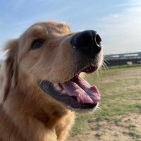 ムースの日常@ゴールデンレトリバー (@rr_dtx) 's Twitter Profile Photo ムースの日常@ゴールデンレトリバー (@rr_dtx) 's Twitter Profile Photo