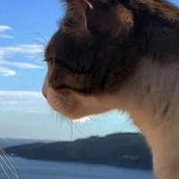 José Andrés (@josejosecaiazzo) 's Twitter Profile