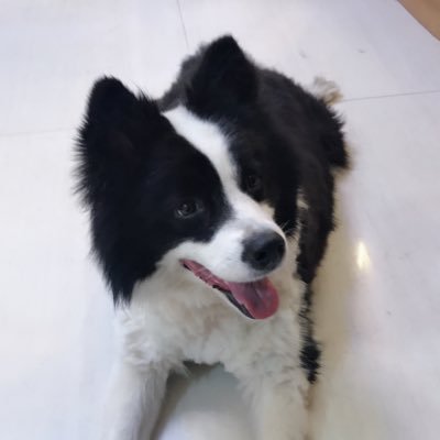 NAGArknights's profile picture. 