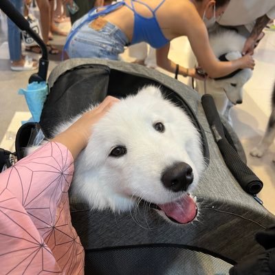 pomnatta's profile picture. 