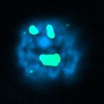 Nucleic Acid Immunity and Genome Defense.