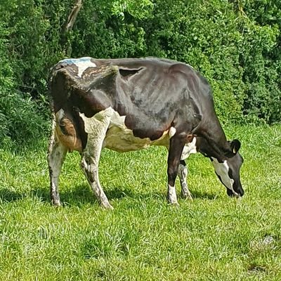 Farmer at Barrowvalley Holsteins. @promotinggenet1 🇮🇪.
Like high producing profitable cows