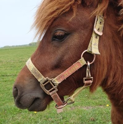 Sho97542118's profile picture. 