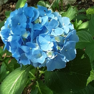 nancy_perrine's profile picture. Aministrative Assistant