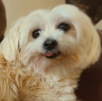 Adhawlz's profile picture. wake up  be real  go live