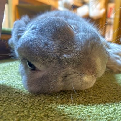 Ringame06's profile picture. 毎月LT会やってます https://t.co/4luUtogqsz