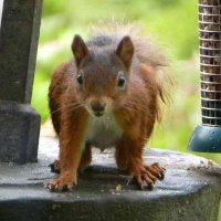 OldFarmNewLife (@barrminard) 's Twitter Profile