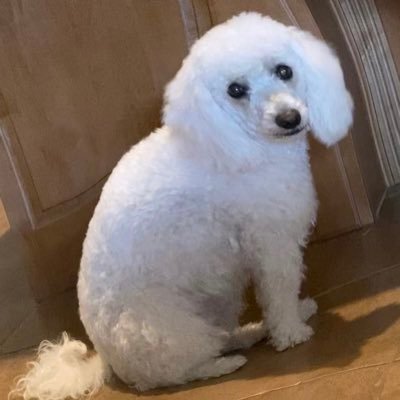 mindfulro's profile picture. Enthusiast of biological science, art, technology, and anything fluffy 🫣