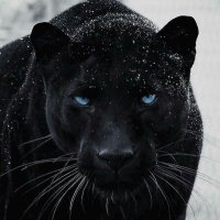 Black Panther(@CmbVault) 's Twitter Profile Photo