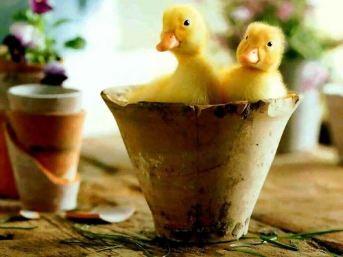 erenvedogu's profile picture. 