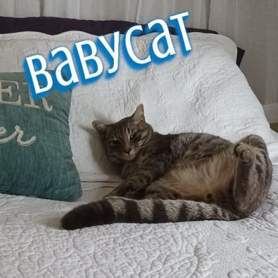 Babycat MeowMeow 😻