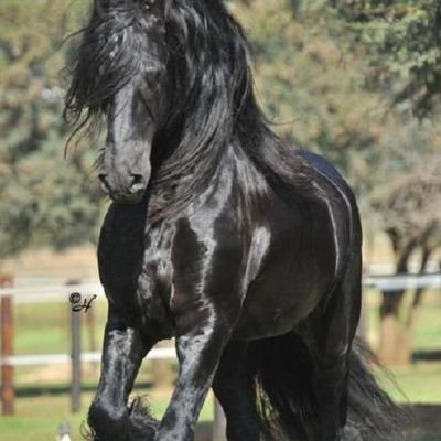 CavalloliberoZ Profile Picture