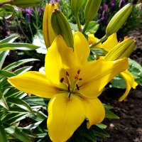 Margaret Laverick (@margaretlav) 's Twitter Profile