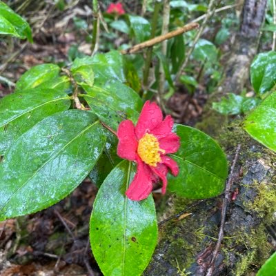 MerahiNoanoa's profile picture. 