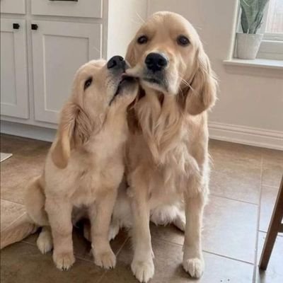 Welcome to the #GoldenRetriever  Lovers page!✌
Follow us for smile ☺
This page is dedicated for all #GoldenRetriever Owners and Lovers 😘