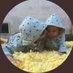 Patgchao 🌟 (@patgchao) Twitter profile photo Patgchao 🌟 (@patgchao) Twitter profile photo