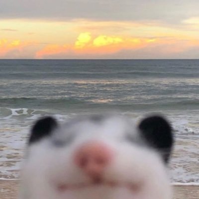 yeetmoth's profile picture. used to do art | unemployed stem graduate