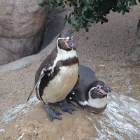 ペンギン (@penguin_toto) Twitter profile photo