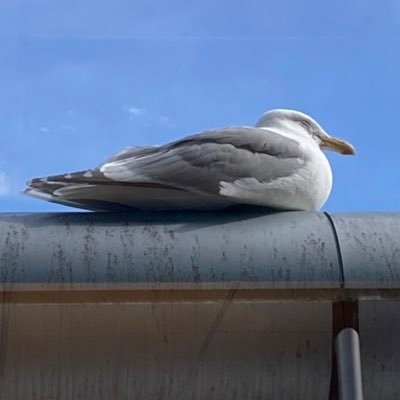 ぽちさんのプロフィール画像