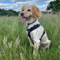 GusTheClergyDog (@gustheclergydog) 's Twitter Profile
