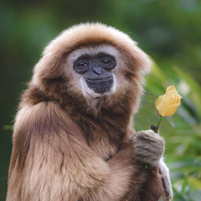 An Automated Gibbon Bot