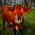 ranch lady (@rancher_lady) Twitter profile photo ranch lady (@rancher_lady) Twitter profile photo