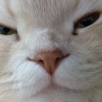Torch (@xxxxsrx8738) 's Twitter Profile Photo Torch (@xxxxsrx8738) 's Twitter Profile Photo