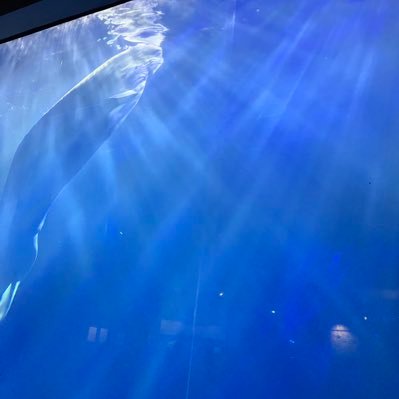 songgougou's profile picture. 一————