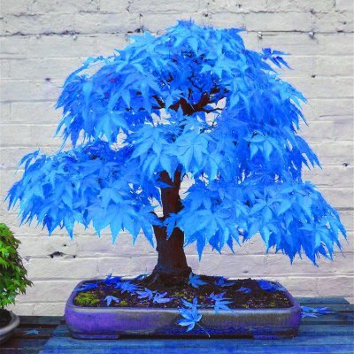 yanyanliuliu's profile picture.