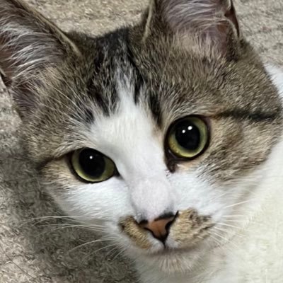 我が家に猫ちゃんをお迎えしました いたずらっ子です