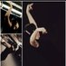 flamencalibrarian now ๐ฆninathecat.bsky.social (@ninathe_cat) Twitter profile photo flamencalibrarian now ๐ฆninathecat.bsky.social (@ninathe_cat) Twitter profile photo
