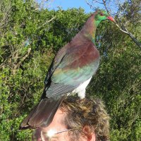 Bad Birds(@BadBirdsNZ) 's Twitter Profile Photo