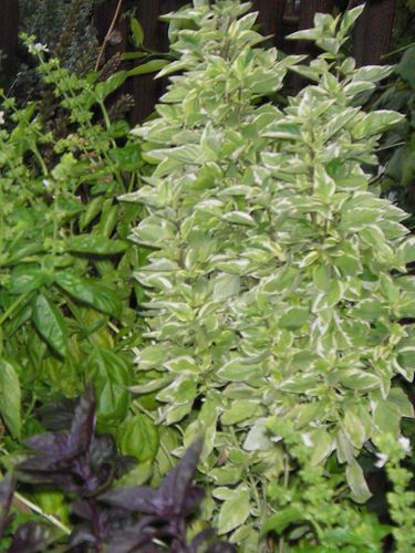 RaniLandSeed's profile picture. Accomplished #landscaping hobbyist; cultivator of visions, #earth, hope, #growth, plans, #plants, science, #bees, seeds, life, #trees, more--dreams to reality.