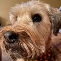 Lisa Tveite (@lisatveite2) 's Twitter Profile Photo