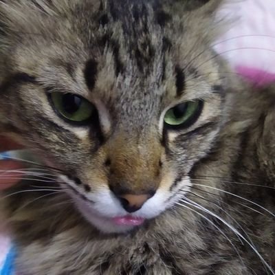 pinkg4l_'s profile picture. 