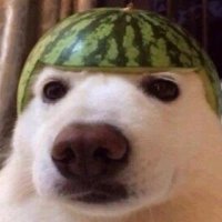 bum🥔 (@patatassatatap) 's Twitter Profile