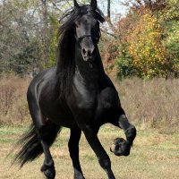 فحل مصري مقيم في ليبيا (@fhlmsrymqymfyl2) 's Twitter Profile