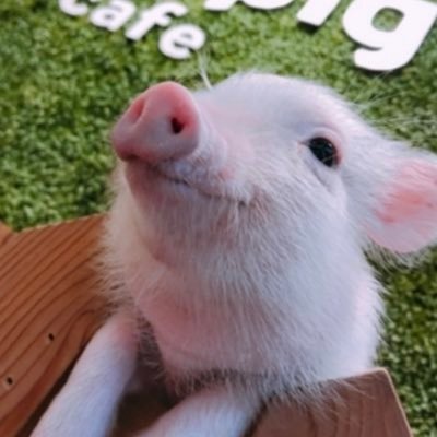 Albero333 Profile Picture