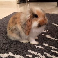 Moody c’est la prioritée 🐰 (@namedmoody) 's Twitter Profile