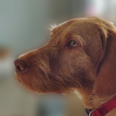 I'm a wirehaired Vizsla from the Netherlands. My family will post my stories here!