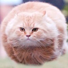 yakiniku_no's profile picture. 闇を凝縮させたみたいな存在 
情報収集するためのアカウント
AIなどの学習目的ではありません
どうかフォローを解除しないでください