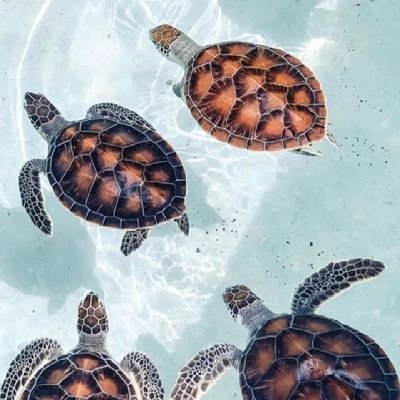 isa_mouraax's profile picture. • @corinthians