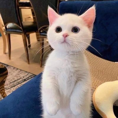 Vさんのプロフィール画像