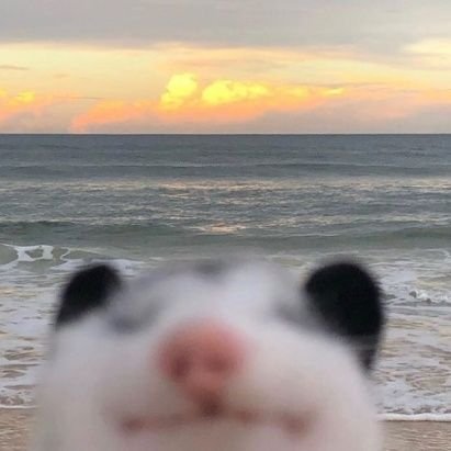 Pastel Possumさんのプロフィール画像